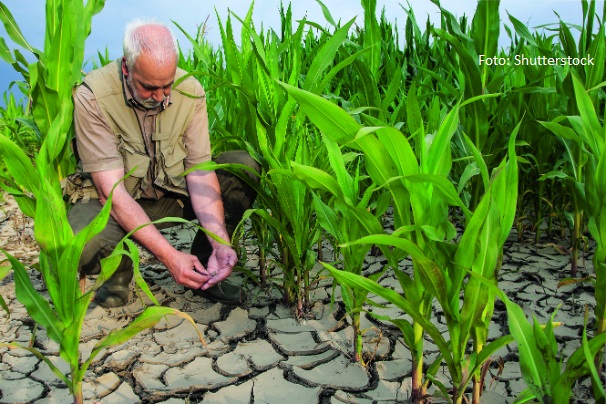 klimatske promjene izbor hibrida kukuruza