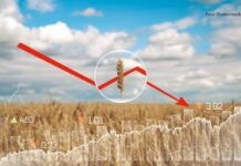 otkupna cijena pšenice otkup pšenice rizik proizvodnje