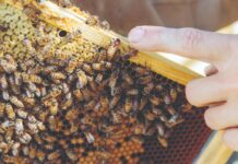 Blokada matice peludom