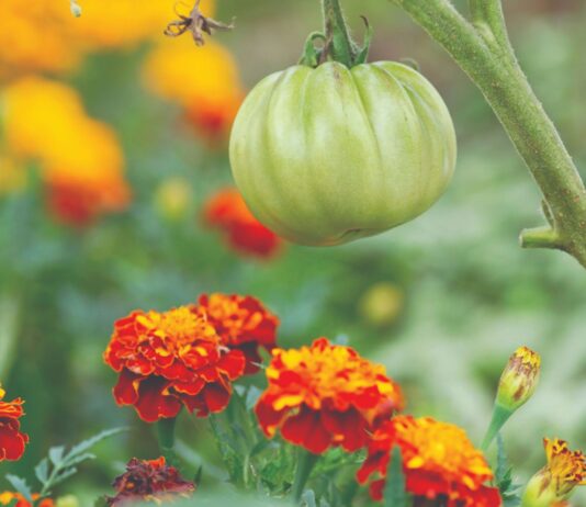 Znate li koje su prednosti združenog uzgoja?