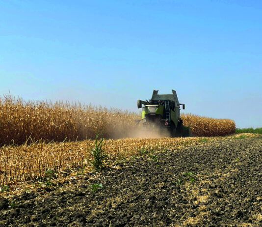 nikad ranija žetva kukuruza dan polja hibrida kukuruza