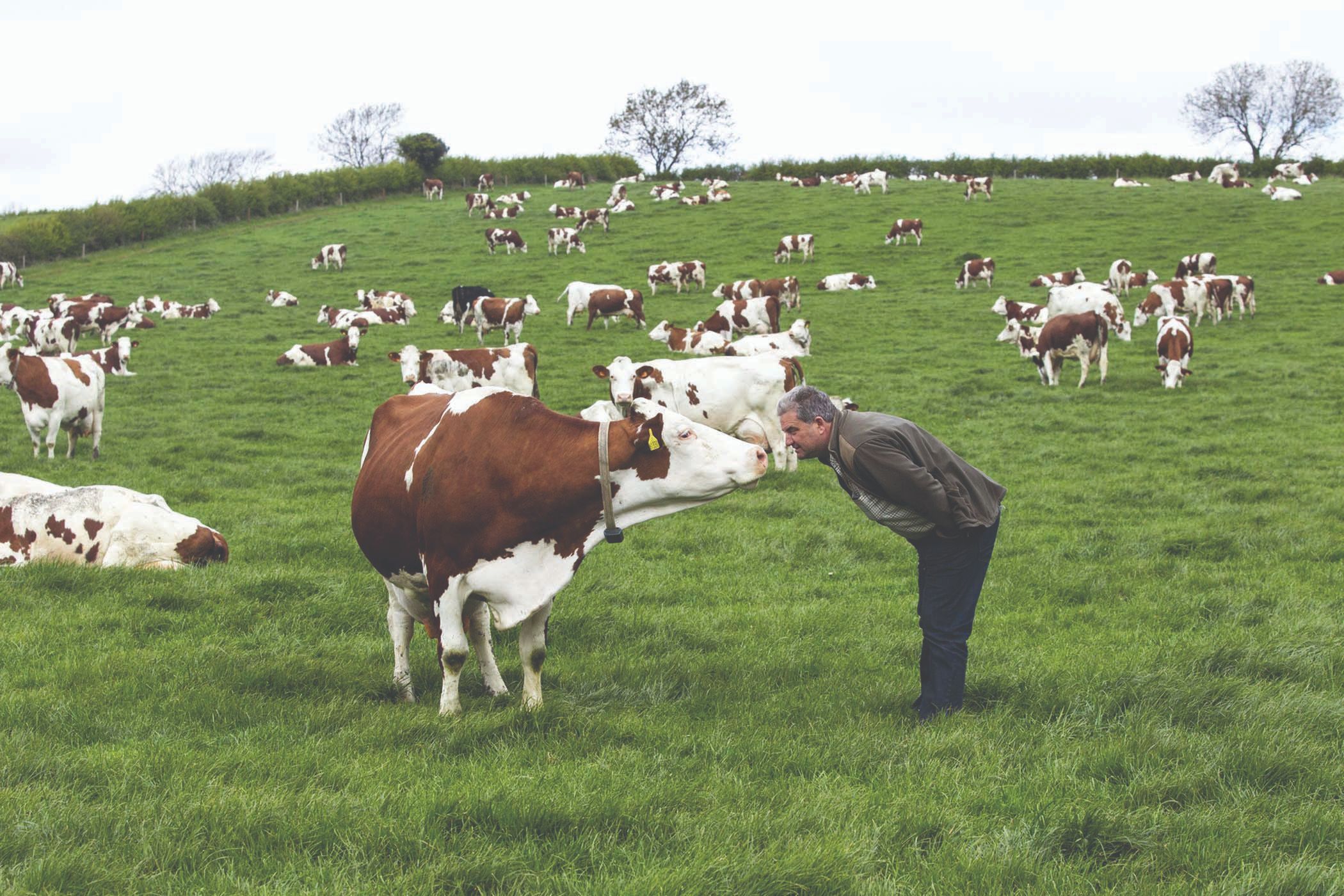 Prednosti slobodnog načina držanja goveda