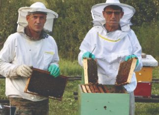 spajanje pčelinjih zajednica