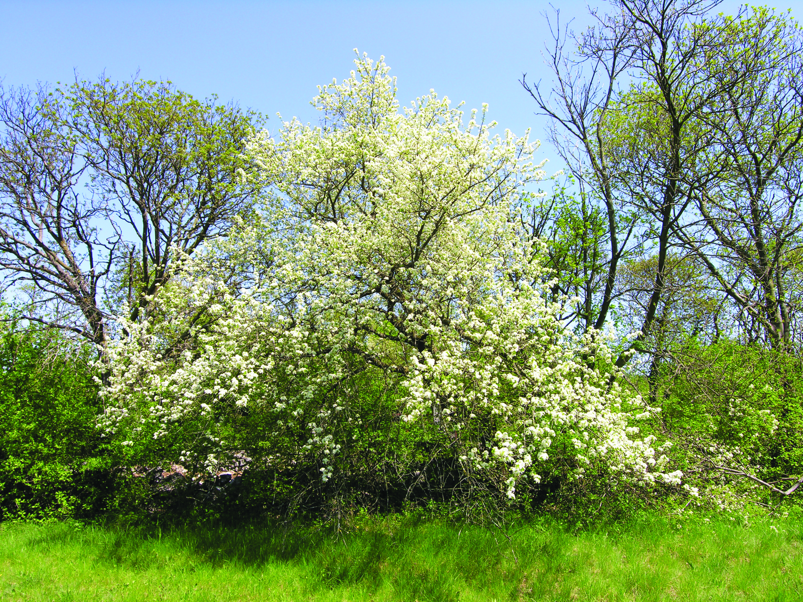 Rašeljka – kraljica mediteranskog krša