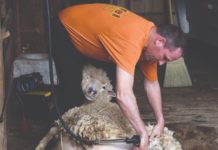 strižanje vuna ovčja vuna vuna za malč