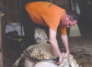 strižanje vuna ovčja vuna vuna za malč