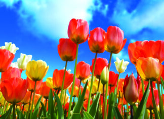 Hrvatski tulipani sve se više traže
