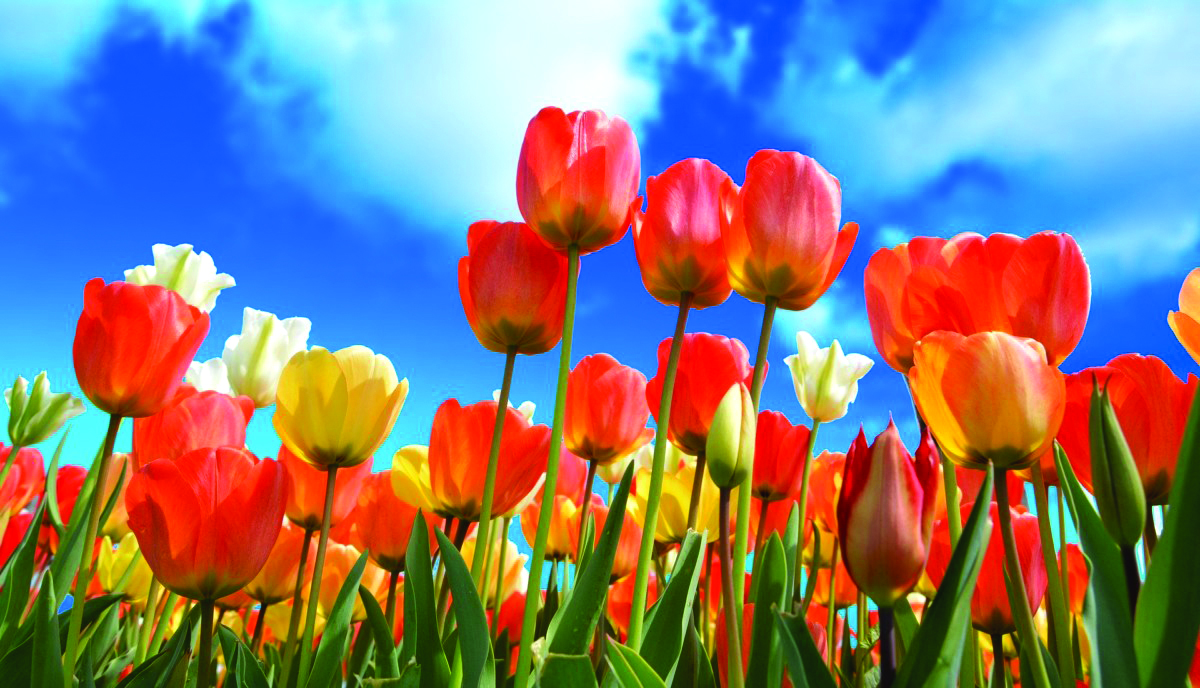 Hrvatski tulipani sve se više traže