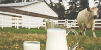 ulaganja u sektor mliječnog govedarstva potpore u mljekarstvu