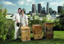 urbano pčelarstvo urbano pčelarenje