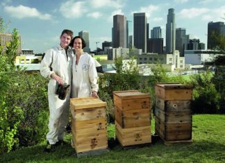 urbano pčelarstvo urbano pčelarenje