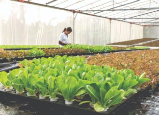 isplativost uzgoja u plastenicima proizvodnja povrća u plastenicima uzgoj povrća