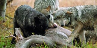 populacija vukova u hrvatskoj zaštita stoke od vukova pojeo vuk magare