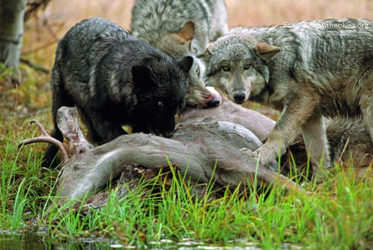 populacija vukova u hrvatskoj zaštita stoke od vukova pojeo vuk magare