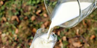 kvarenje mlijeka kvarenje mliječnih proizvoda