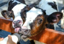 Moderna hranidba teladi – “MLIJEKO OD MLIJEKA”®