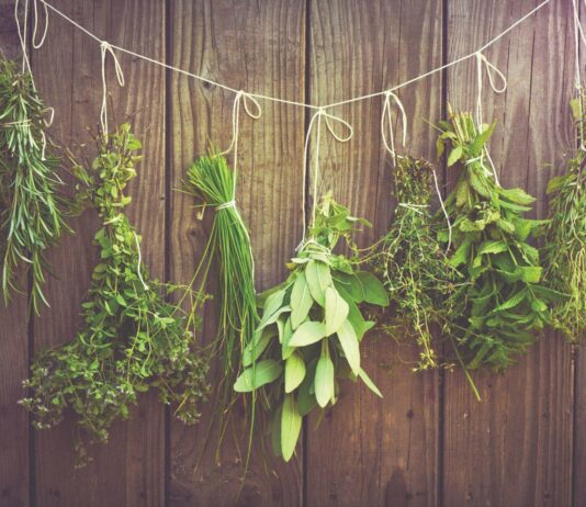 Isplativost uzgoja začinskog bilja