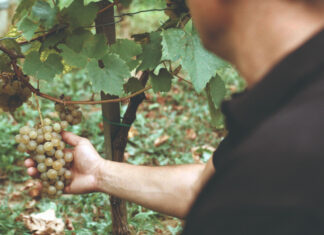 Zbog globalnog zatopljenja kiseline u grožđu dobivaju na cijeni