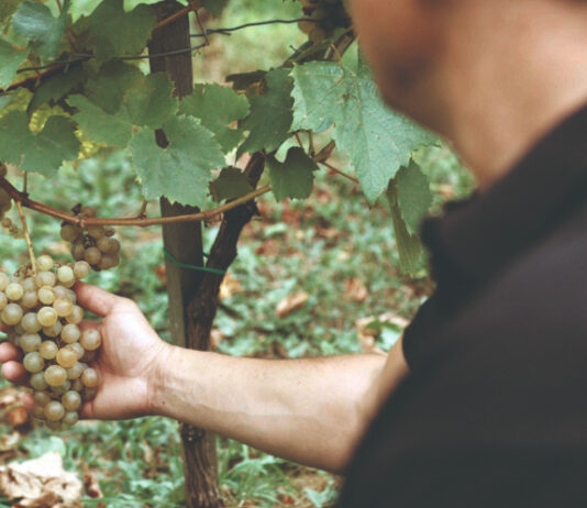 Zbog globalnog zatopljenja kiseline u grožđu dobivaju na cijeni