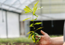 Školovanje biljaka u rasadniku