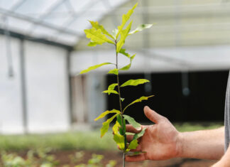 Školovanje biljaka u rasadniku