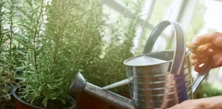 Kako zalijevati biljke zimi?