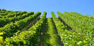 primjena herbicida u vinogradu
