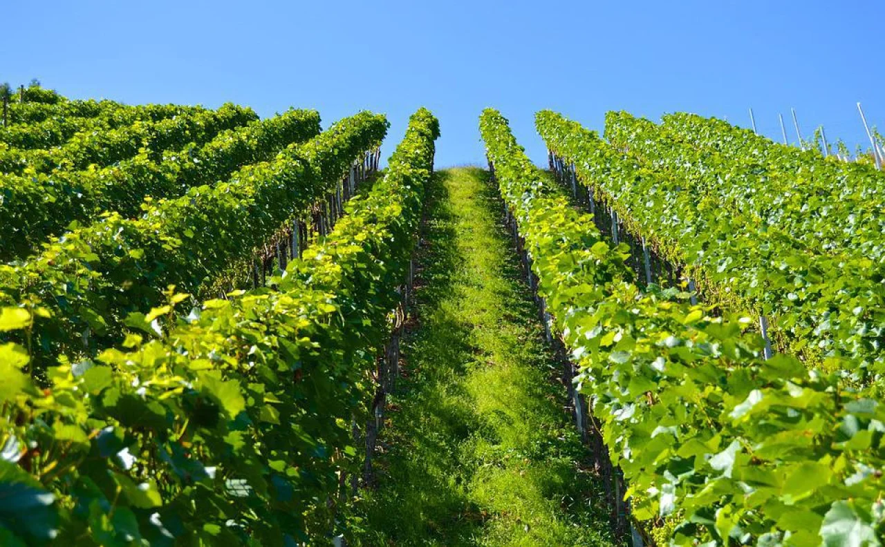 primjena herbicida u vinogradu