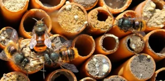 solitarne pčele oprašivanje pčele
