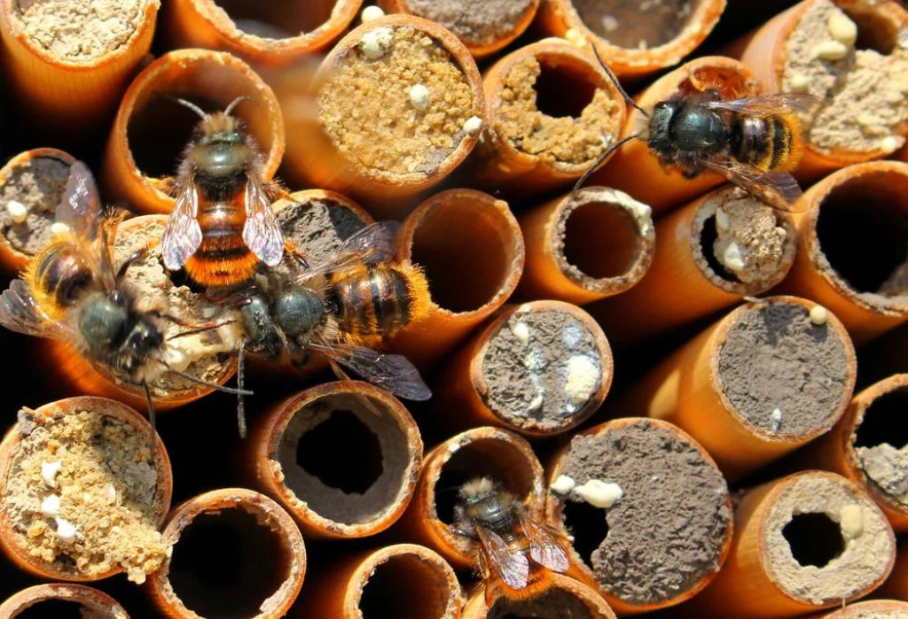solitarne pčele oprašivanje pčele