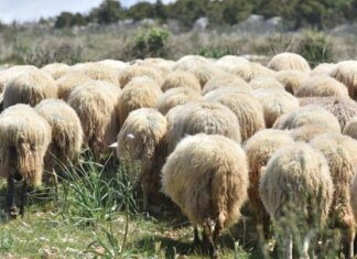 Prvi koraci u ovčarstvu i kozarstvu