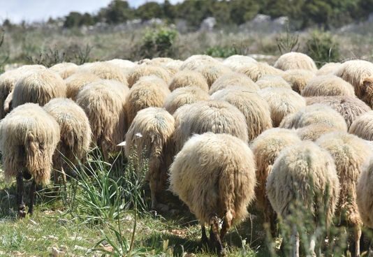 Prvi koraci u ovčarstvu i kozarstvu