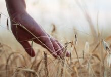 Proizvođačke cijene u poljoprivredi porasle 3,9%, no marže i dalje pod pritiskom