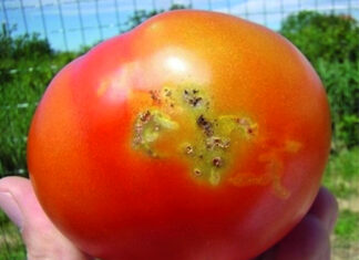 Posljedice unosa i širenja stranih štetnih organizama