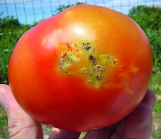 Posljedice unosa i širenja stranih štetnih organizama