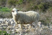 paška ovca