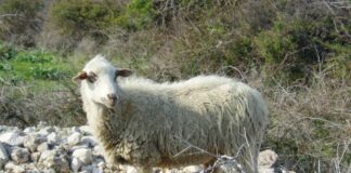 paška ovca