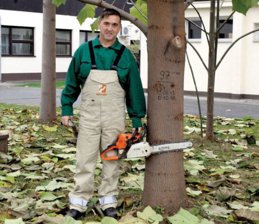 Prva tvrtka koja otkupljuje paulovniju Prva tvrtka koja otkupljuje paulovniju