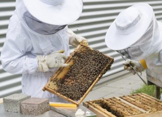 pomor pčela program potpore pčelarima