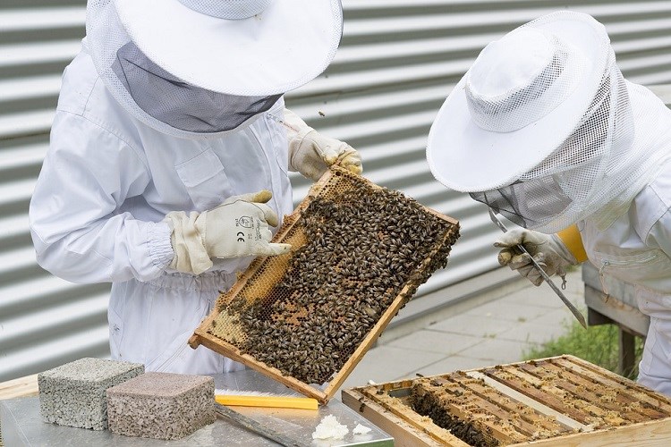 pomor pčela program potpore pčelarima