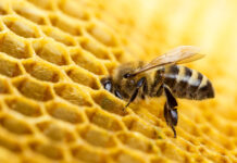 provedba intervencija u sektoru pčelarstva