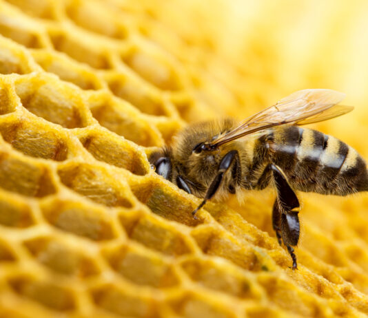 Izmjene i dopune Pravilnika o provedbi intervencija u sektoru pčelarstva provedba intervencija u sektoru pčelarstva