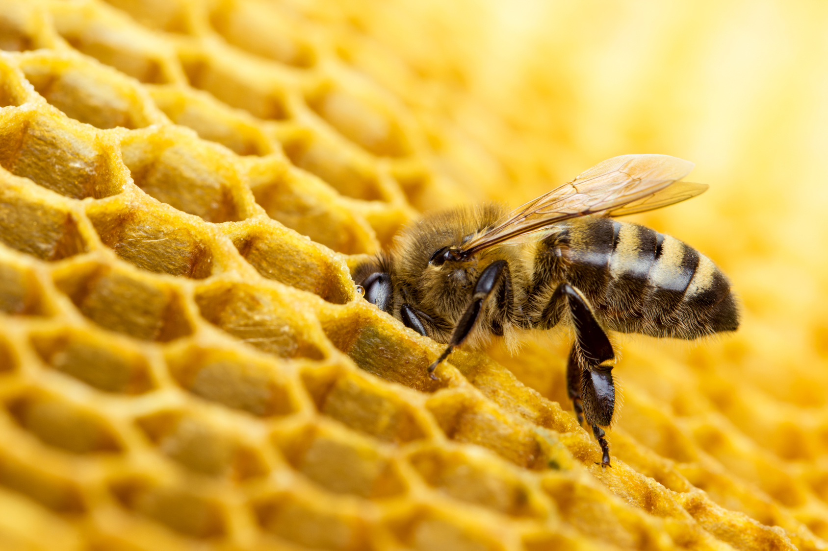 provedba intervencija u sektoru pčelarstva