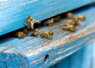 obavijest za pčelare pravilnik