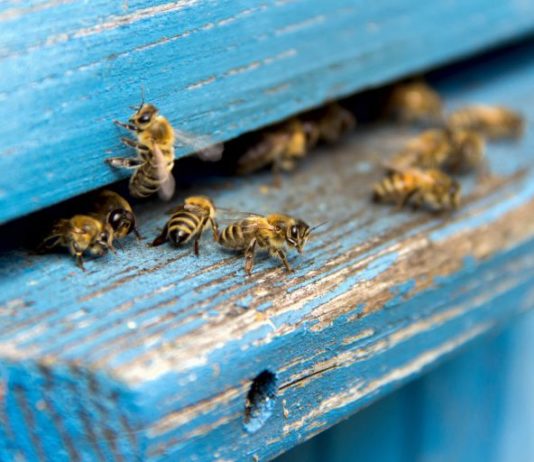 obavijest za pčelare pravilnik