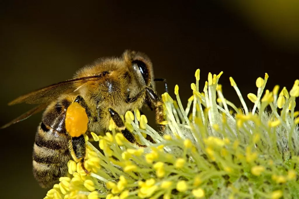 pelud za pčelinju zajednicu