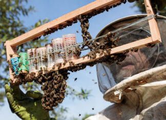 Izazovi u tehnologiji pčelarenja – novi modeli