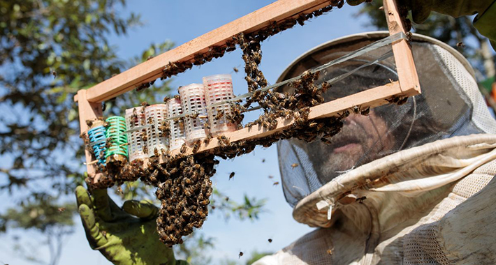 Izazovi u tehnologiji pčelarenja – novi modeli