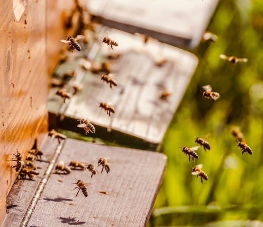 nacionalni pčelarski program povećanje omotnice za pčelarski sektor