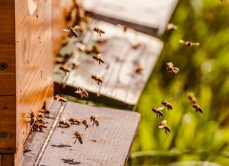 pesticidi pčele oprašivačisredstva za zaštitu bilja